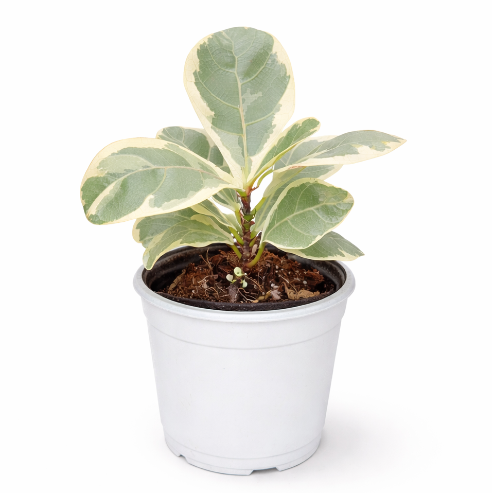 Potted Variegated Ficus Lyrata (Variegated Fiddle Leaf Fig) plant with variegated leaves on a white background