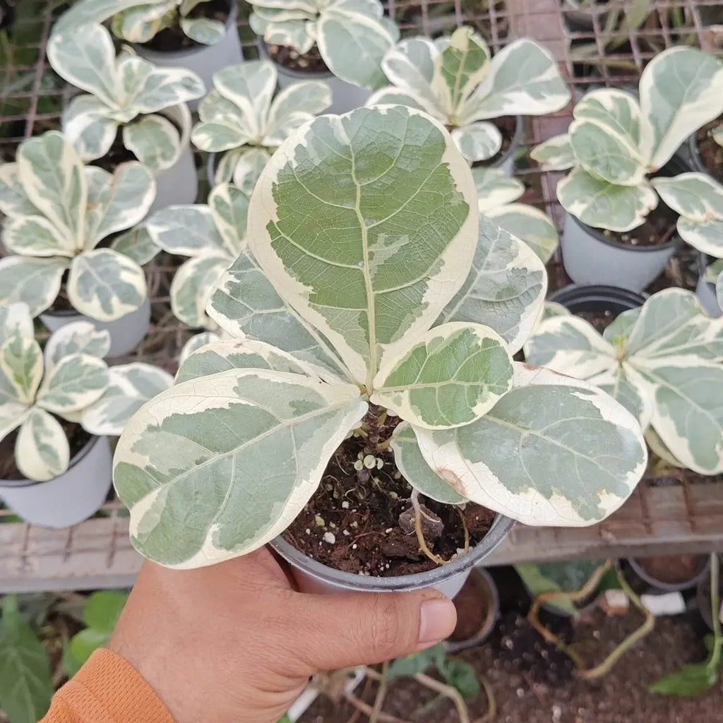 variegated fiddle leaf fig for sale Variegated Ficus Lyrata (Variegated Fiddle Leaf Fig)