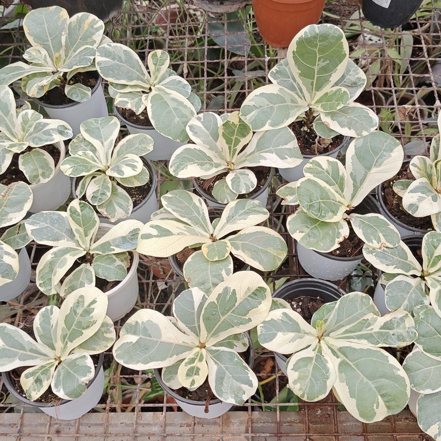 Potted Variegated Ficus Lyrata (Variegated Fiddle Leaf Fig) plants with variegated leaves on a grid-like surface
