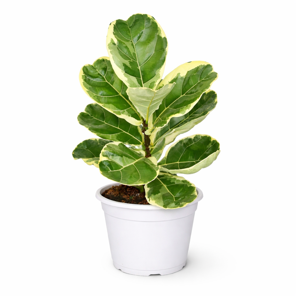 Potted Variegated Ficus Lyrata (Variegated Fiddle Leaf Fig) plant with green and yellow leaves on a white background