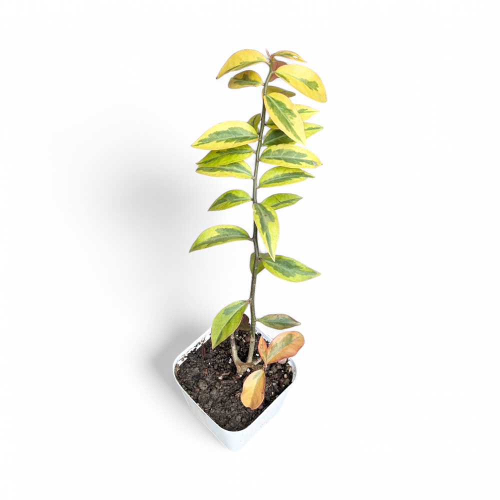 Variegated Lemon Vine (Pereskia Aculeata) - Vining Plant - Soiled