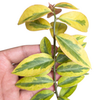 Variegated Lemon Vine (Pereskia Aculeata) - Vining Plant - Soiled