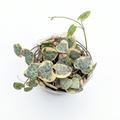 Heart-shaped green leaves in a clear glass container on a white background