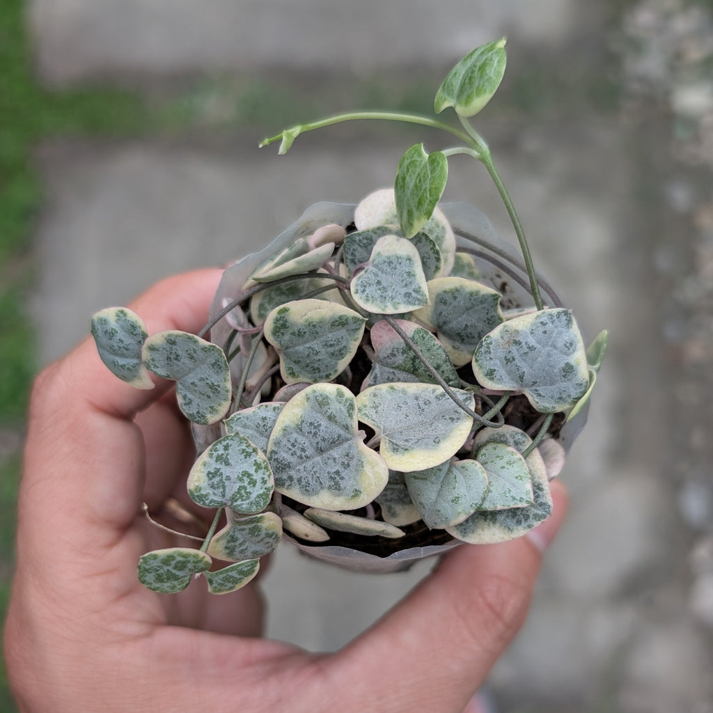 Hand holding a small potted plant with heart-shaped leaves against a blurred background