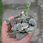 Hand holding a small potted plant with heart-shaped leaves against a blurred background