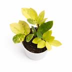 Potted plant with yellow and green leaves on a white background