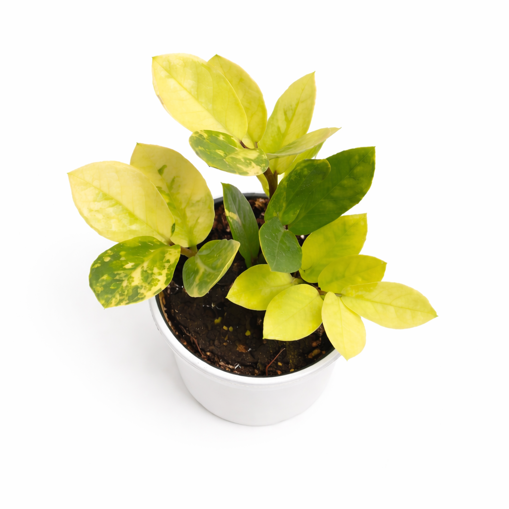 Potted plant with yellow and green leaves on a white background