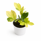 Potted plant with green leaves on a white background