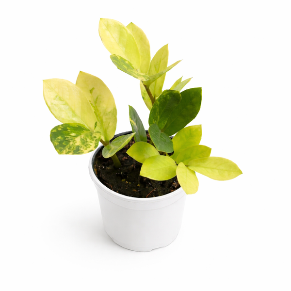 Potted plant with green leaves on a white background