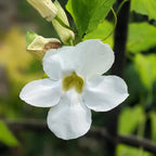Thunbergia Grandiflora Alba (White Bengal Clock Vine) - Flowering Creeper - Soiled
