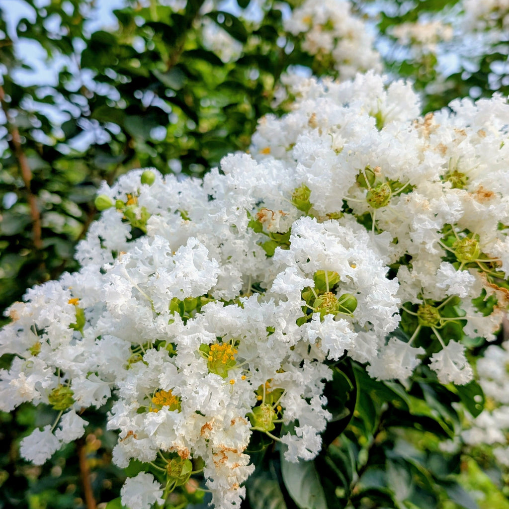 White flowers with green leaves against a clear blue sky