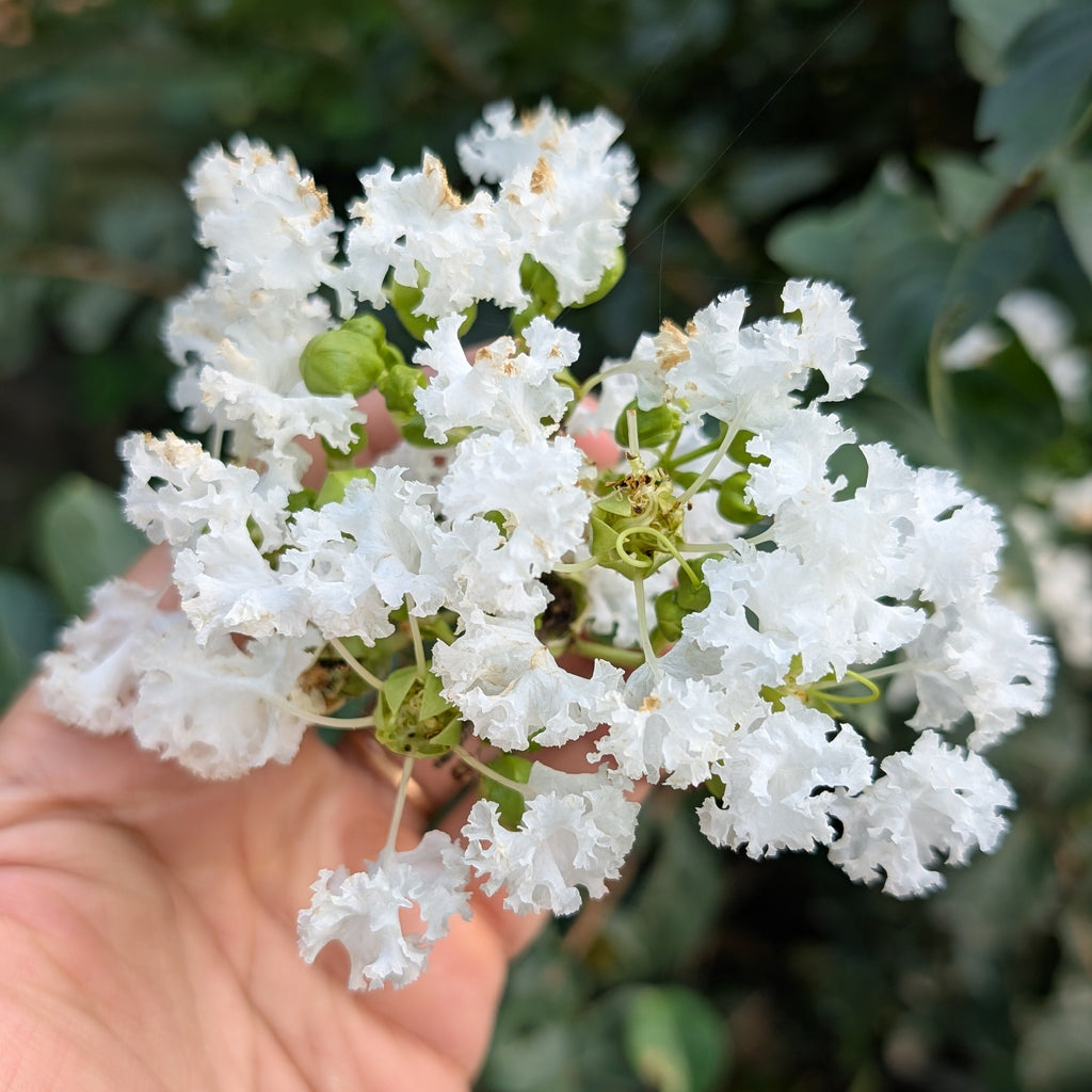 Hand holding a cluster of white flowers with green leaves in the background