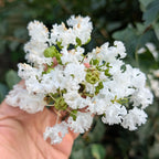Hand holding a cluster of white flowers with green leaves in the background