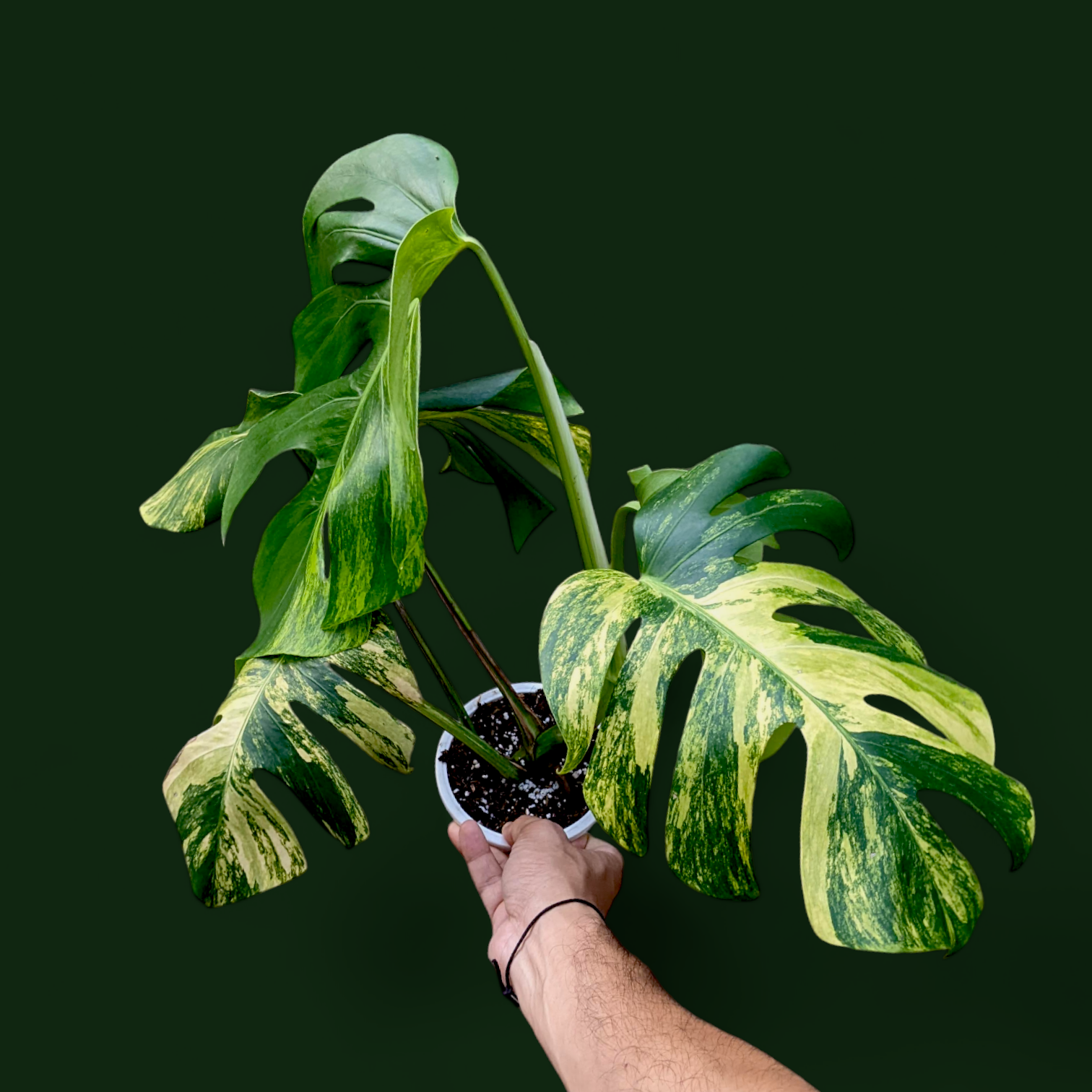 Yellow Variegated Monstera (Monstera Aurea)