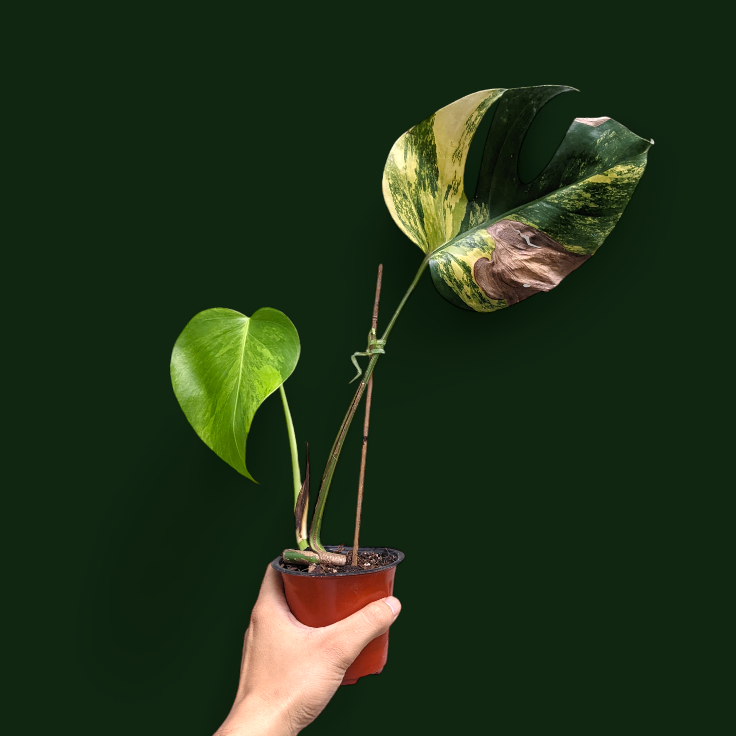 philodendron birkin red congo Rojo Congo Philodendron – Pike Nursery main image 0