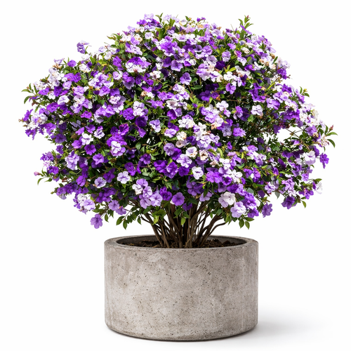 Potted plant with purple and white flowers on a white background