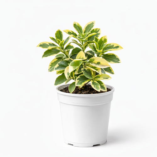 Potted plant with variegated leaves on a white background