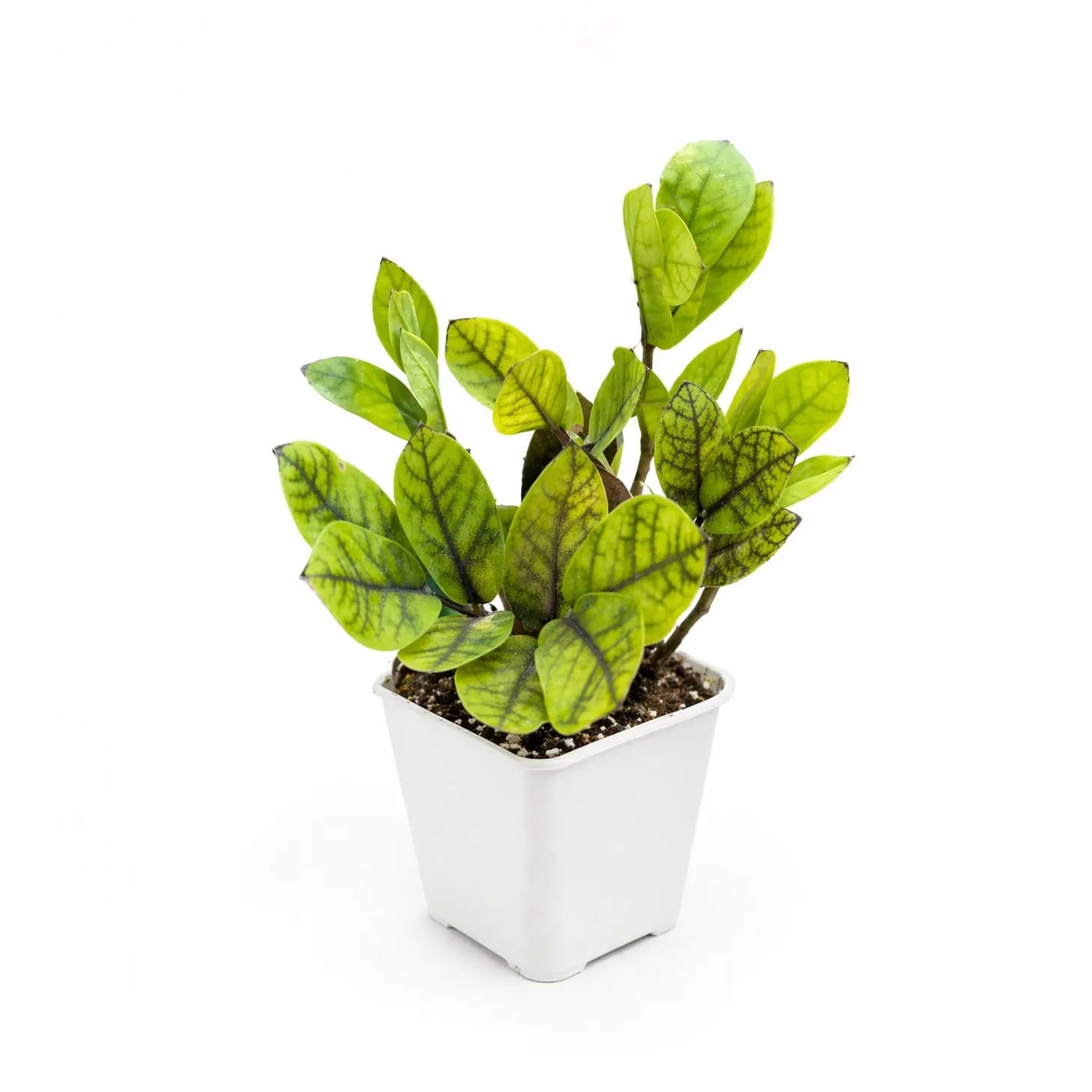 chameleon zz plant rare ZZ Black Chameleon / ZZ Black Aurea | Rare Houseplants