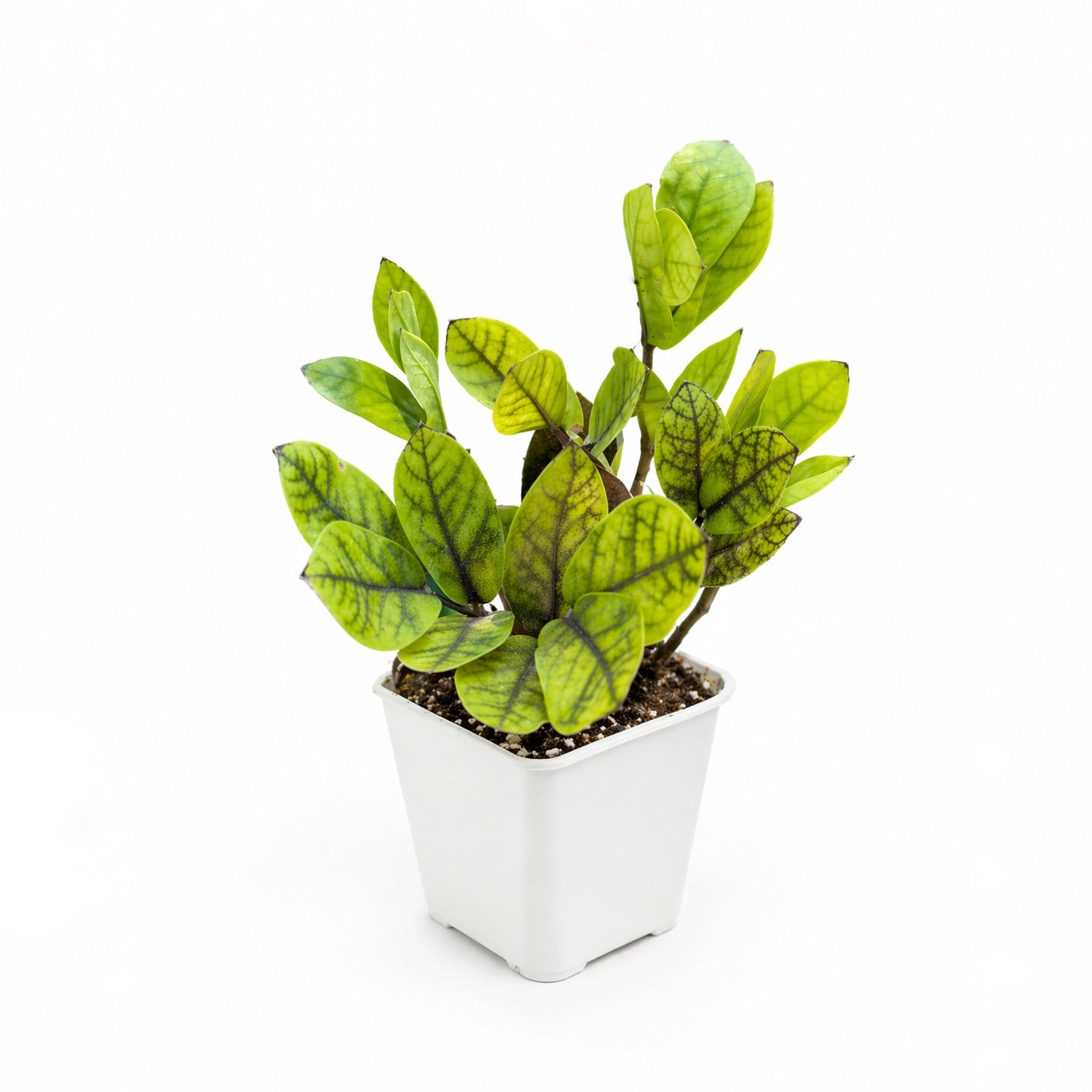 Potted ZZ Black Chameleon zz black aurea plant with green leaves on a white background
