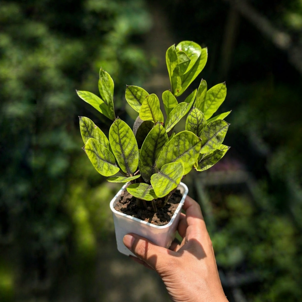 Hand holding a small potted ZZ Black Chameleon zz black aurea plant with green leaves against a blurred natural background