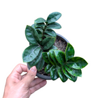 ZZ Zenzi (Zamioculcas zamiifolia 'Zenzi') -  - Soiled