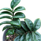 ZZ Zenzi (Zamioculcas zamiifolia 'Zenzi') -  - Soiled