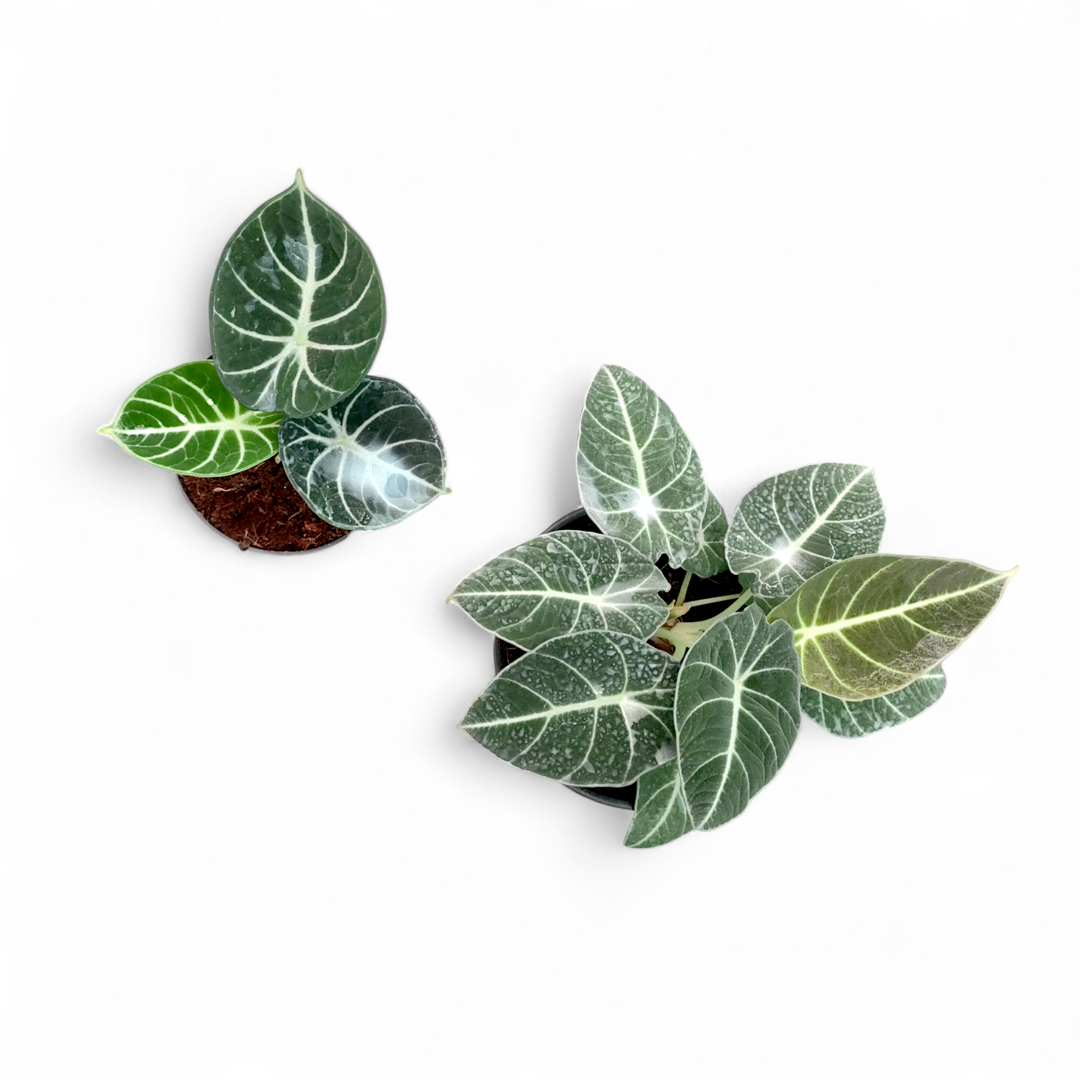 Alocasia Ninja - Alocasia - Soiled