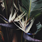 Bird of Paradise White (Strelitzia Nicolai) - Bird of Paradise - Soiled