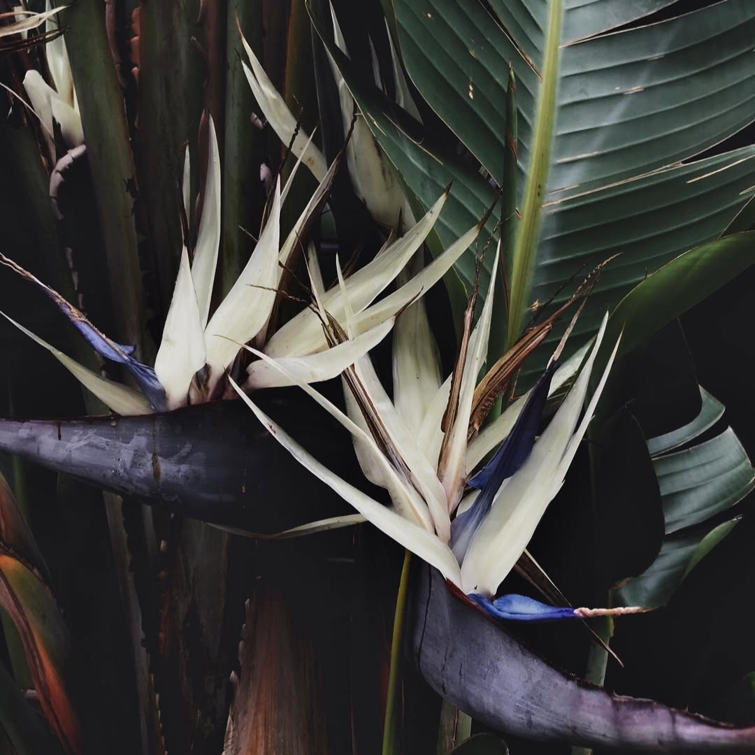 Bird of Paradise White (Strelitzia Nicolai) - Bird of Paradise - Soiled