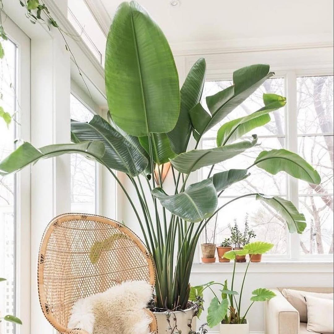 Bird of Paradise White (Strelitzia Nicolai) - Bird of Paradise - Soiled