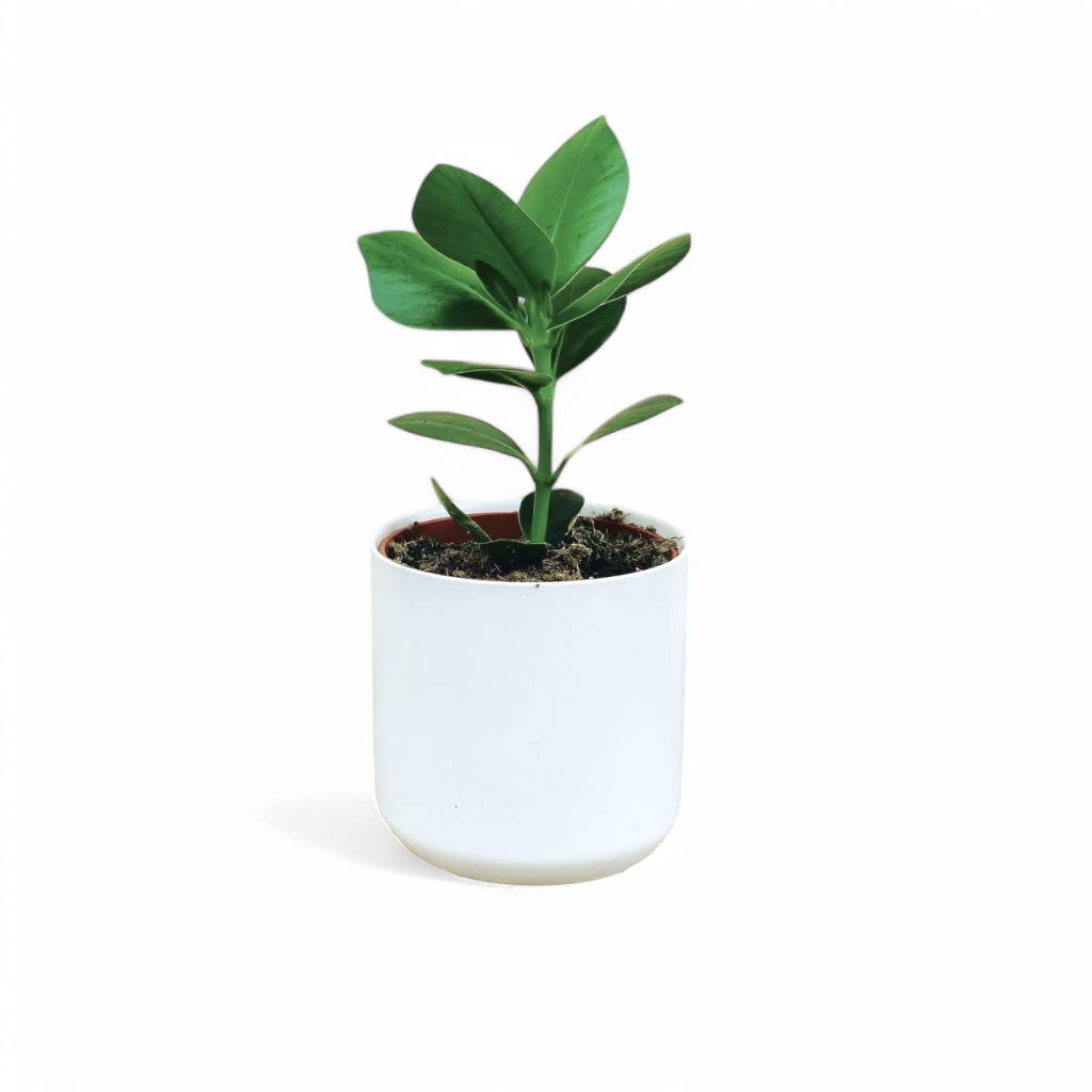 Clusia Rosea (Autograph Tree) - Flowering Plant - Soiled