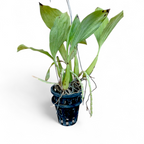 Coelogyne Rochussenii - Mature Plant - Orchid - Soiled