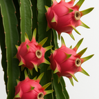 Dragon Fruit Plant - Fruit Plant - Soiled