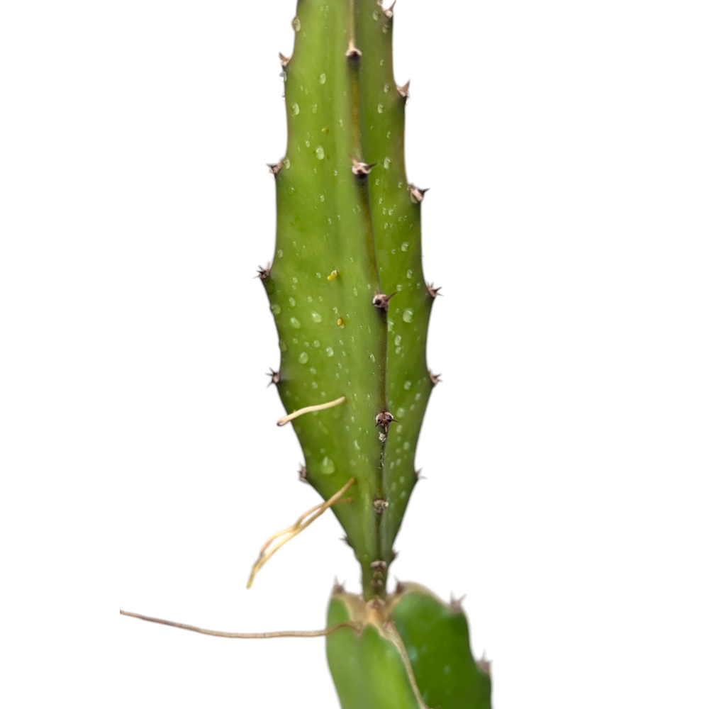 Dragon Fruit Plant - Fruit Plant - Soiled