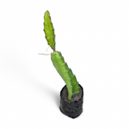 Dragon Fruit Plant - Fruit Plant - Soiled