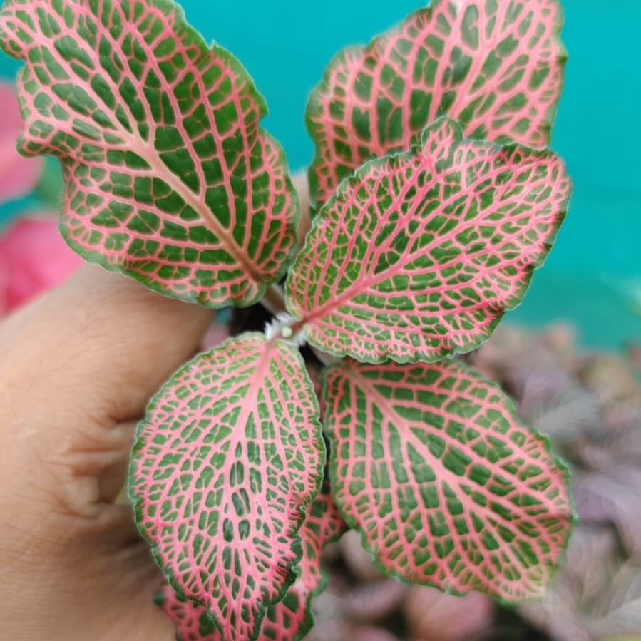 Hand holding a leafy green plant with pinkish veins against a blurred background