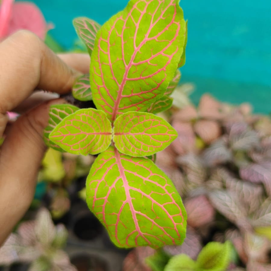Hand holding a small plant with pink and green leaves against a blurred background