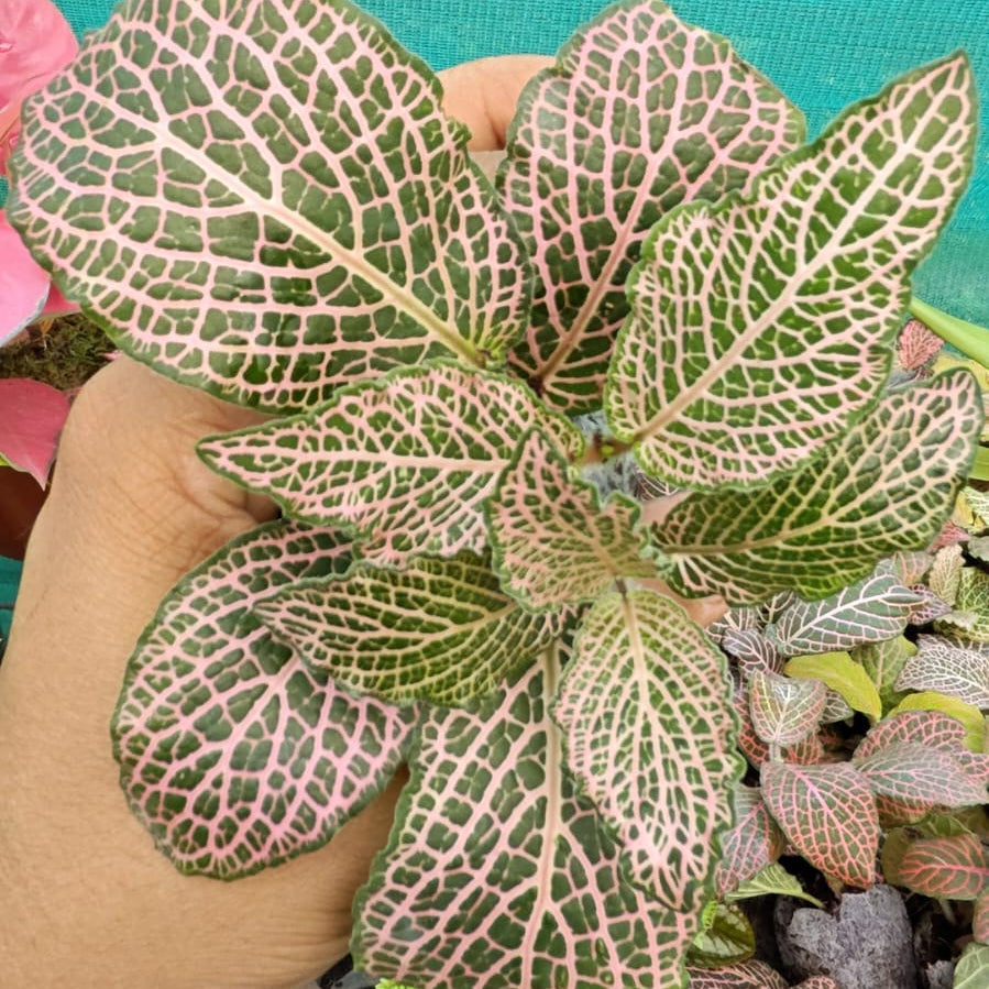 Hand holding a leafy green plant with a patterned leaf surface against a blurred background.