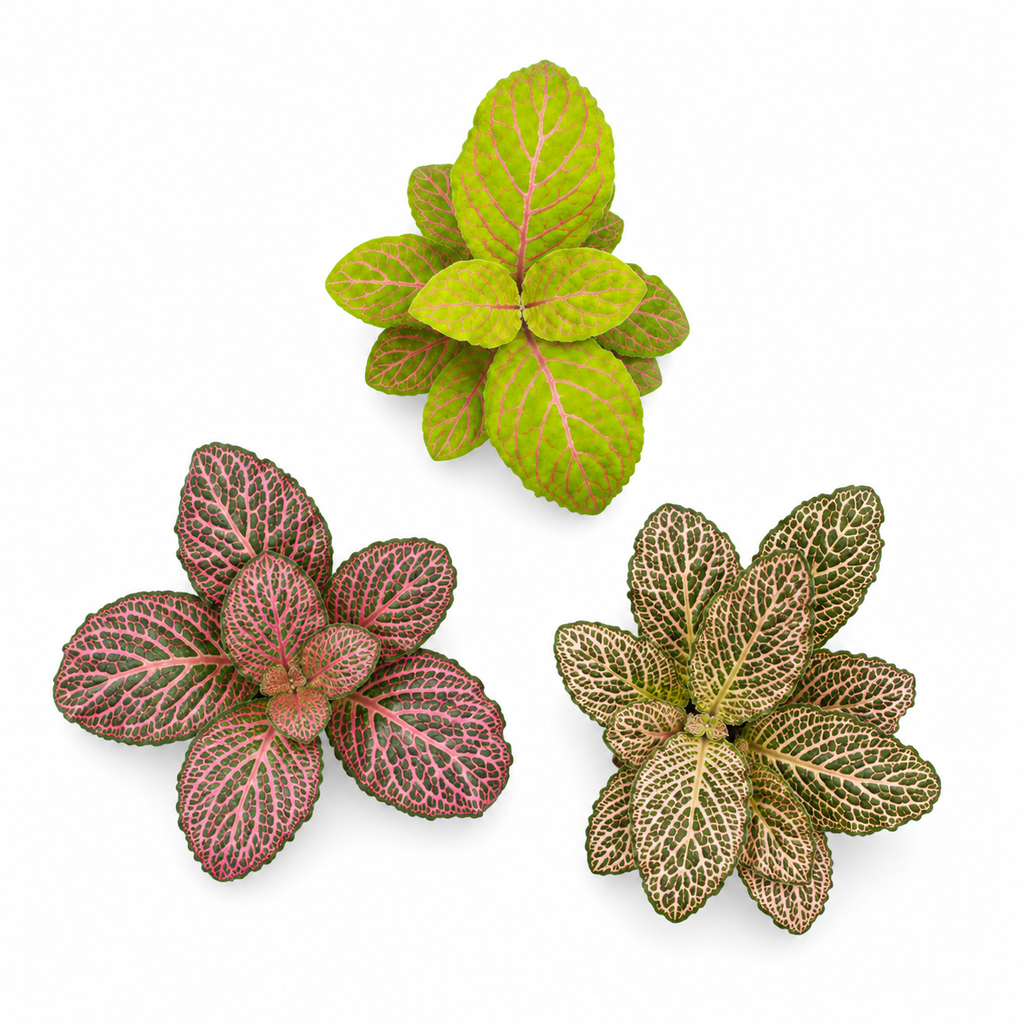 Three different varieties of episcia plants on a white background