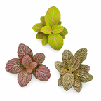 Three different varieties of episcia plants on a white background