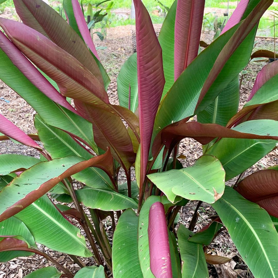 Heliconia Metallica - Heliconia - Soiled