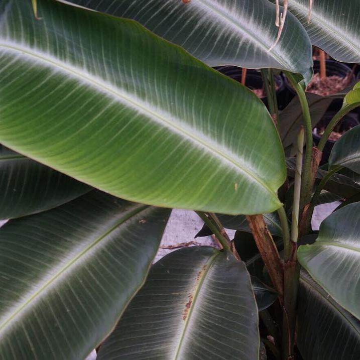 Heliconia Metallica - Heliconia - Soiled