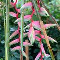 Heliconia 'Sexy Pink' - Heliconia - Soiled
