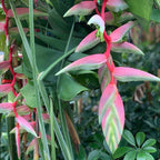 Heliconia 'Sexy Pink' - Heliconia - Soiled