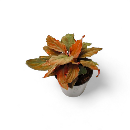 Homalomena Humilis 'Red Velvet'