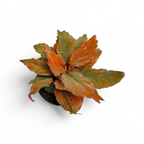 Homalomena Humilis 'Red Velvet' - Homalomena | Soiled