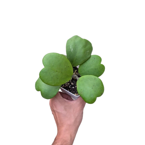 Hoya Kerrii Green (Heart Leaf Hoya) Soiled