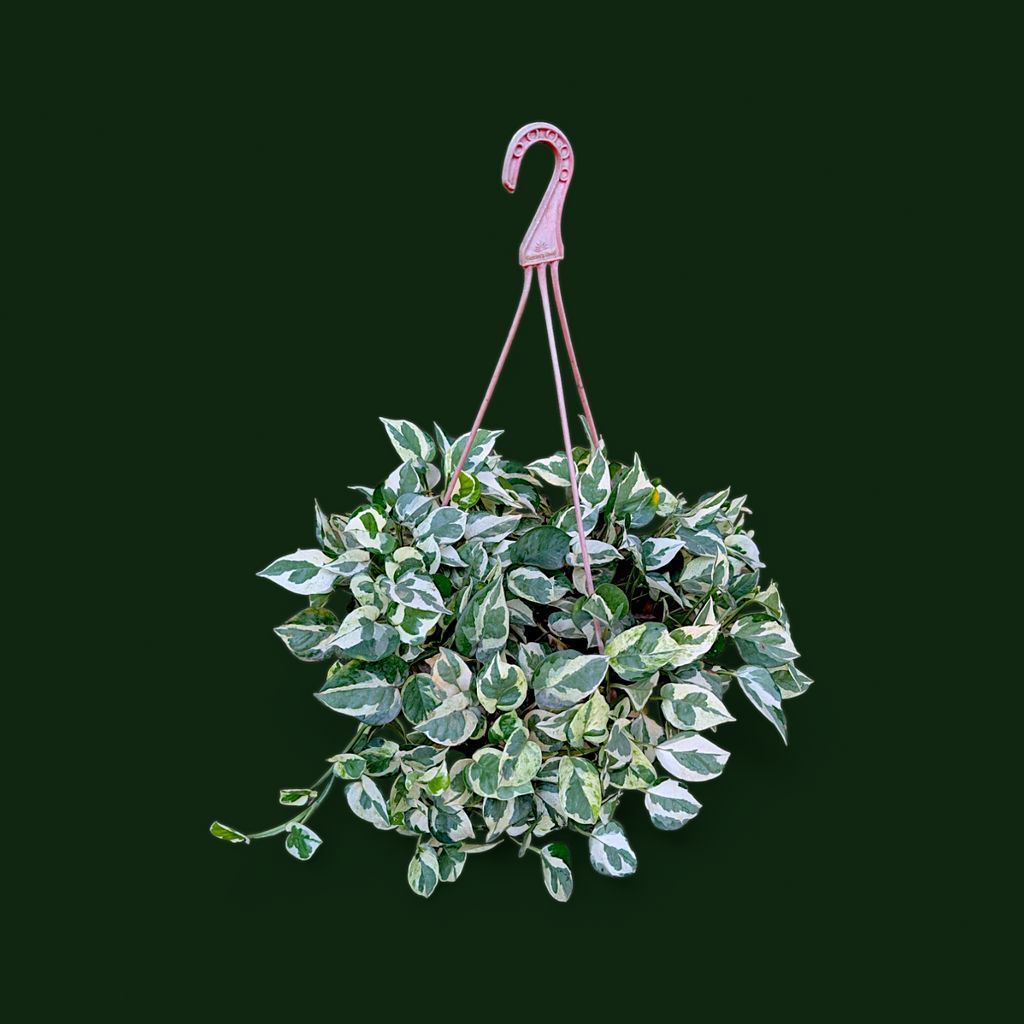 Money Plant 'N’Joy' – Large Size - Money Plant - Soiled
