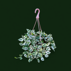 Money Plant 'N’Joy' – Large Size - Money Plant - Soiled