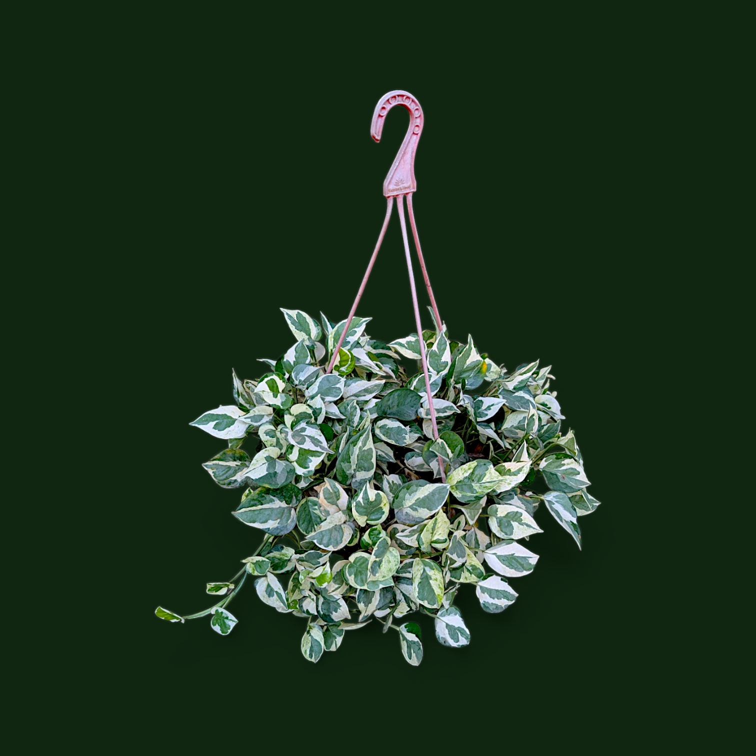 Money Plant 'N’Joy' – Large Size - Money Plant - Soiled